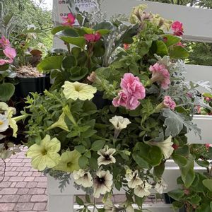ハンキング,花フェスタ,大通り,お出かけ先の画像