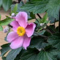 シュウメイギク,お出かけ先の画像