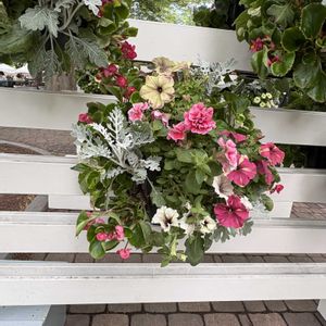 ハンキング,花フェスタ,大通り,お出かけ先の画像