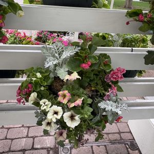 ハンキング,花フェスタ,大通り,お出かけ先の画像