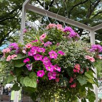 ハンキング,花フェスタ,大通り,お出かけ先の画像