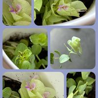 ハオルチア,オレガノ ケントビューティー,丸葉万年草,ミニパイナップル,サルナシの画像