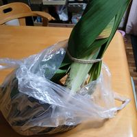 ジャーマンアイリス,ジャーマンアイリス植え付けの画像