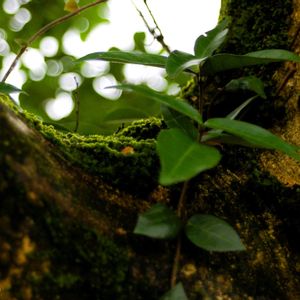 成長記録,雨上がり,今日の一枚,植中毒,放置栽培の画像
