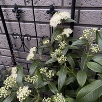 レモンマートル,レモンマートルの花の画像