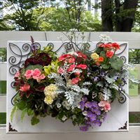 ハンキング,花フェスタ,大通り,お出かけ先の画像