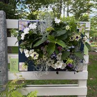 ハンキング,花フェスタ,大通り,お出かけ先の画像