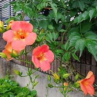 ノウゼンカズラ,モッコク,モッコクの花,モッコクの花,花のある暮らしの画像