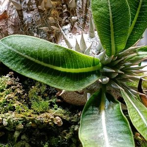 パキポディウム エニグマチカム,塊根植物,実生,成長記録,苔の画像