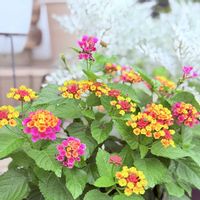 アーモンドネックレス,ドルフィンネックレス,スーパーランタナトロピカルサンセット,多肉植物の画像