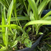 ミズヒキ,吉祥草,鉢植え,雨あがり,北側花壇の画像