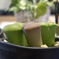 リトープス,多肉植物,リトープス属,インテリアグリーン,緑のある暮らしの画像