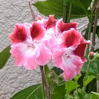 ペラルゴニウム,鉢植え,ガーデニング,おめでとう,植え込みの画像