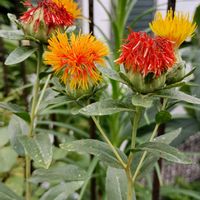 ベニバナ,紅花,ベニバナのドライフラワー,自宅庭,一年草 または越年草の画像