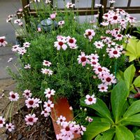ローダンセマム,選定後の花復活の画像
