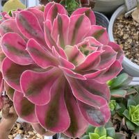 七福神,センペルビウム　ゴールドナゲット,多肉植物,葉挿し,多肉寄せ植えの画像