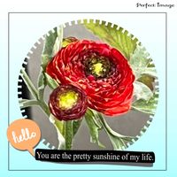 ラナンキュラス,花のある暮らし,季節外れ,びっくりの画像