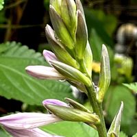 レウィシア,ホスタの蕾,ホスタの蕾,ガーデンマム ジジ,レウィシアの蕾の画像