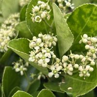 マサキ,生け垣,iPhone撮影,ホッコリ,クリーム色の花の画像