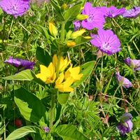 リシマキア,かわいい,可愛い,ビタミンカラー,黄色い花の画像