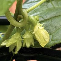 オキナワスズメウリ,オキナワスズメウリ,種から,種から育てる！,金曜日の蕾たちの画像