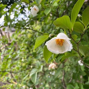 ヒメシャラ,ヒメシャラ,ヒメシャラの花,樹木,樹木見上げ隊の画像