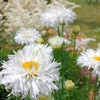 クリサンセマム,今庭の画像