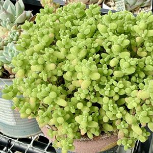 ドロサンテマム蜜橘,多肉植物,ベランダ多肉,多肉女子,エケベリア女子の画像