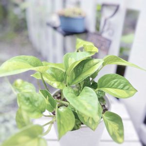 ポトス,ポトス　グローバルグリーン,ポトス　グローバルグリーン,観葉植物,ガーデニングの画像