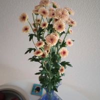 観葉植物,切り花,一輪挿し,可愛い,花瓶の画像