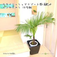 ケンチャヤシ,ケンチャヤシ,観葉植物,鉢植え,わが家の観葉植物❢の画像