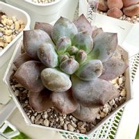 ラズベリー,多肉植物,多肉棚,多肉狩り,庭の画像