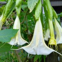 エンジェルストランペット,シマトネリコ,ガジュマル,胡蝶蘭,アボカド鉢植えの画像