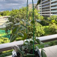 金のなる木,金のなる木,ハイビスカス 夏の恋人たちシリーズ,ハイビスカス 夏の恋人たちシリーズ,藤娘の画像