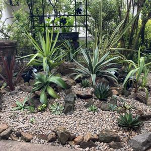 アガベ,多肉植物,観葉植物,植物,ガーデニングの画像