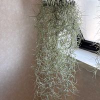 ウスネオイデス,スパニッシュ・モス,エアプランツ,観葉植物,DIYの画像