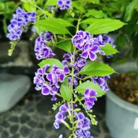 デュランタ,ペチュニア,ラズベリー,アイビー,ゴヨウマツの画像