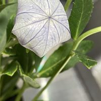 キキョウ,シコンノボタン,サオトメバナ,#最前線のあなたへ,金曜日の蕾たちの画像