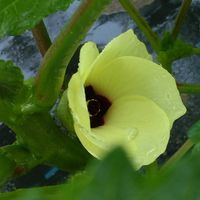 とうもろこし,オクラの花,家庭菜園の画像