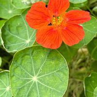 ナスタチウム,キンレンカ,オレンジ色の花,さんぽ,ノウゼンハレン科の画像