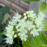 エキナセア,レモンマートル,花のある暮らし,被災地にエールを…。,バラと夢CLUBの画像