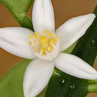 キンカン,キンカン,花のある暮らし,小さなお花,かわぃぃ。の画像