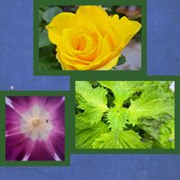シソ,バラ,薔薇,朝顔,黄色い薔薇の画像