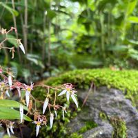 ユキノシタの画像