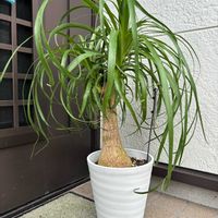 トックリラン,トックリラン(ポニーテール),観葉植物,インテリアグリーン,緑のある暮らしの画像