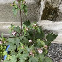 シュウメイギク,多年草,熊本,熊本から,金曜日の蕾たちの画像