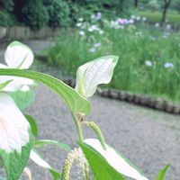 ハンゲショウ,お散歩,花のある暮らし,深大寺,GSに感謝。の画像