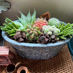 サボテン寄せ植え,ガーデニング,キッチン,テラス,庭の画像