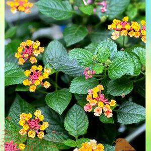 スーパーランタナトロピカルサンセット,花が好き,癒しのひと時,梅雨に負けない,PWの画像