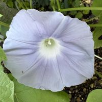 アンズ,アンズ,朝顔,朝顔 水色,杏(あんず)の画像